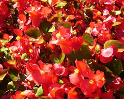 begonia