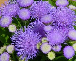ageratum