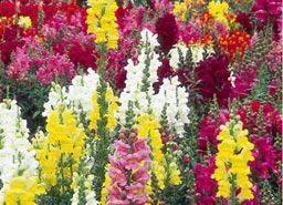 antirrhinum