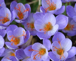 crocus