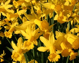 daffodil