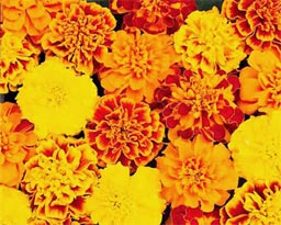 marigold