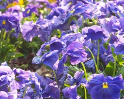 pansy