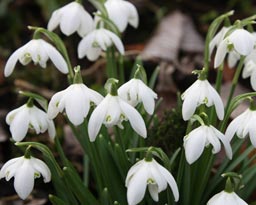 snowdrops