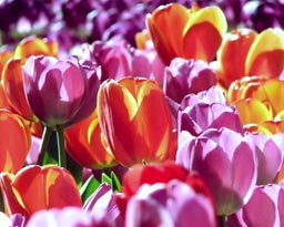 tulip