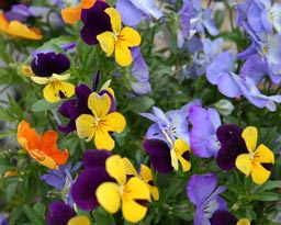 pansy